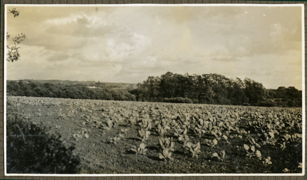 LBM2695.1 image LBM2695.1